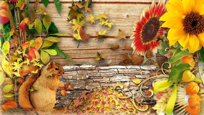 sunflowers, fall, 1080P, squirrel, leaves, garden, pods, autumn, flowers, wood