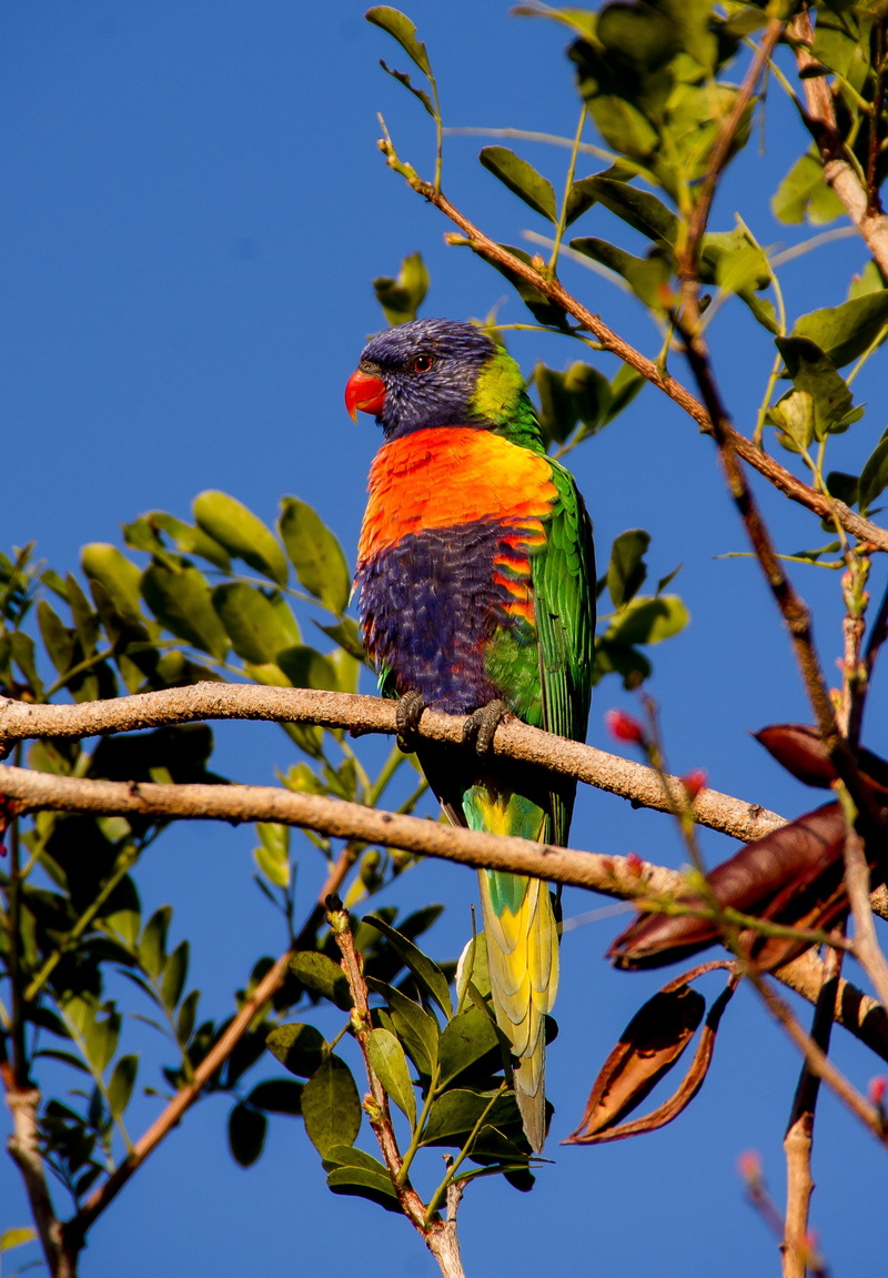 rainbow lorikeet, branch, plant part, perching, bird, low angle view, vertebrate, animal wildlife, animals in the wild, animal, colourful, wild, animal themes