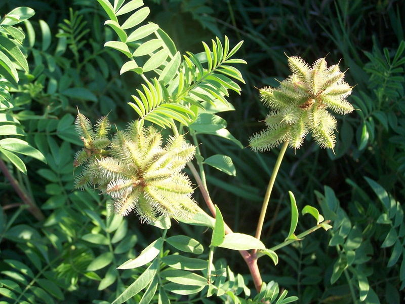 seed, green, pods, seed pods, 1080P, 3d and abstract, tree, forest