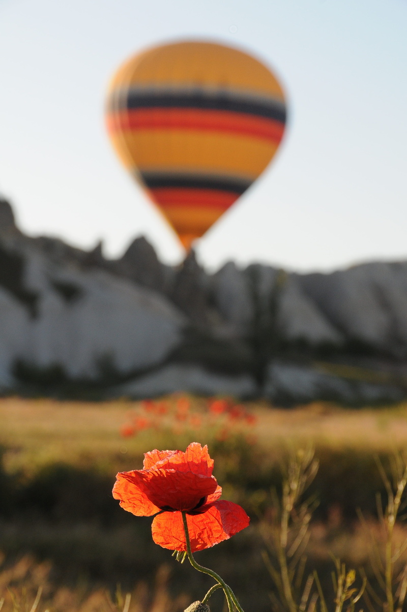 flowering plant, outdoors, orange color, naturale, flower, 4K, ballooning, air vehicle, plant, nature, balloon, flower head, cappadocia, summer, sky, beauty in nature
