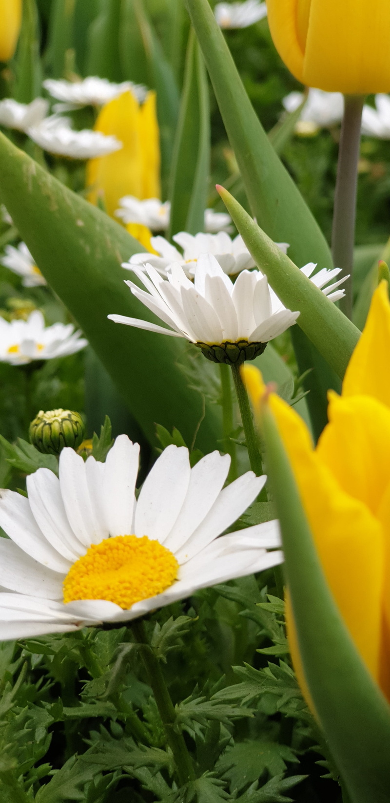 life, yellow, backround, no people, freshness, naturale, growth, fragility, happy, day, outdoors, flower, flower head, nature, inflorescence, green, flowering plant