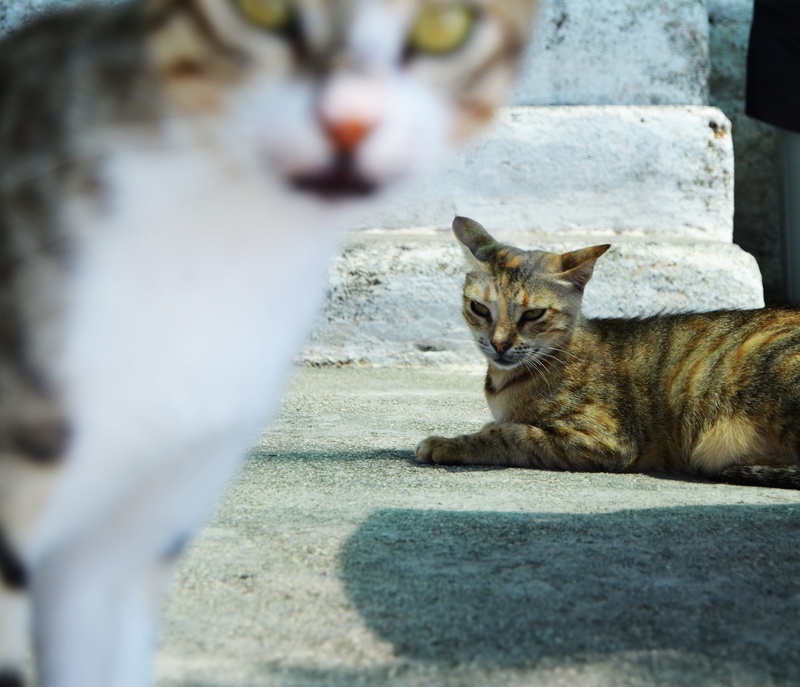 portrait, cats, one animal, eyes, attention, face, resting, view, naturale, day, relaxation, look, pets, cute, mammal, looking at camera, domestic cat
