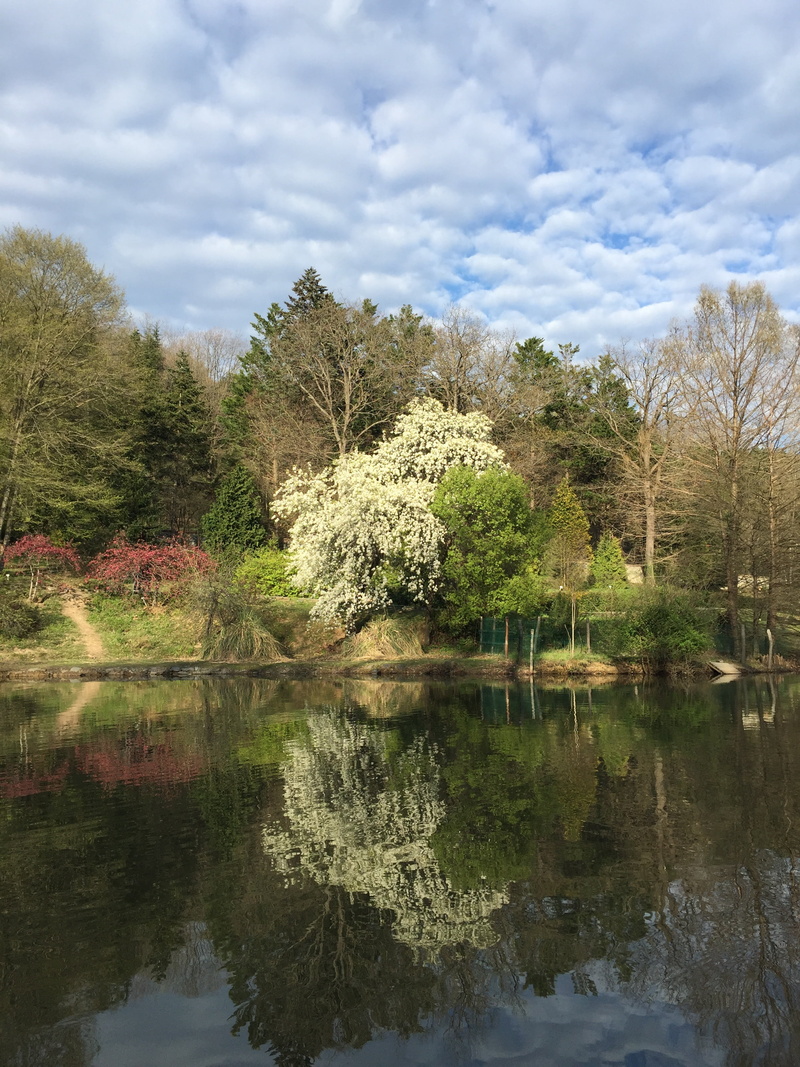 nature, grass, botanical, natural life, blue, scenics - nature, outdoors, photography, natural turkey, no people, pond, 2K, beauty in nature, day, botanical garden