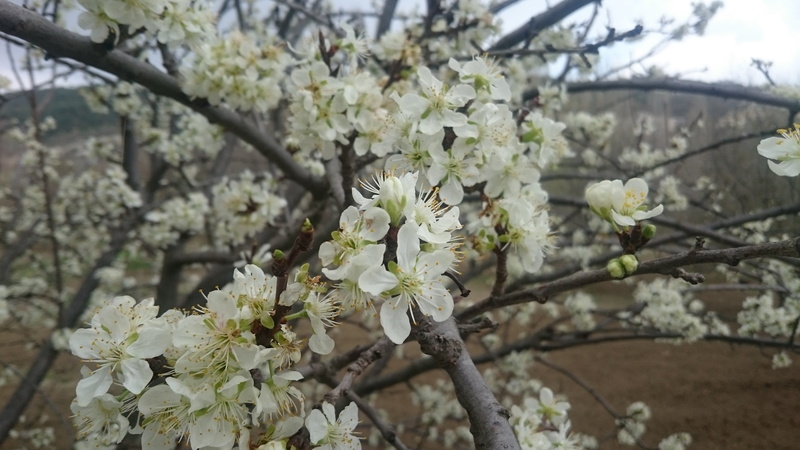 Flowers, plant, Naturale, fragility, Spring, pollen, beauty in nature, cherry tree, flower, inflorescence, vulnerability, cherry blossom, freshness, blossom