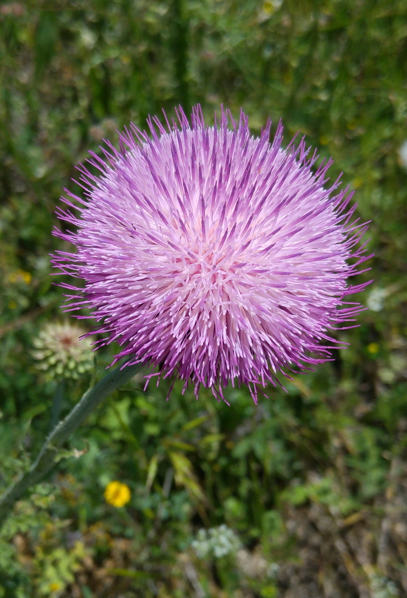 growth, outdoors, vulnerability, natural, Wild Flower, softness, morbeyaz, nature, field, plant, flower, flowering plant, Thistle, close-up, ball, pink color