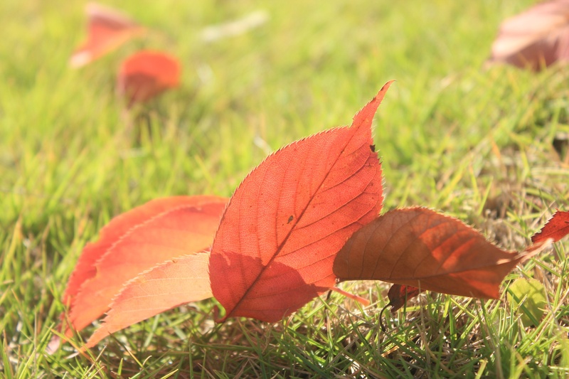 properties, leaf, outdoors, 2K, red leaves, day, plant, natural condition, no people, sunshine, grass, field, defoliation, beauty in nature, change, land