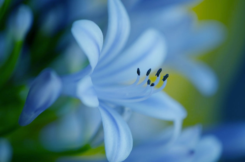close-up, lily, Nature, petal, Flower, 720P, close up photography, beauty In Nature, flower Head, overlapping, Nile, lily o, photography, blue lily, imagination