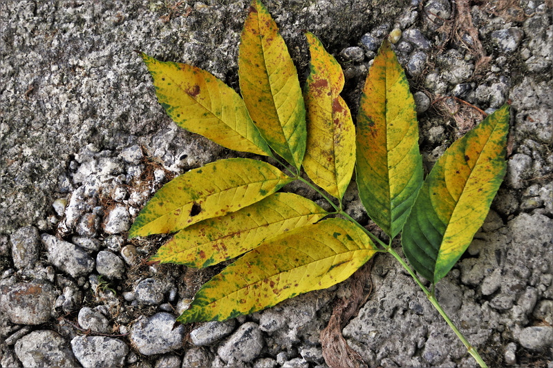 beauty in nature, mood, no people, oct, in the fall, day, season, outdoors, dry, textured, falling, nostalgia, 5K, clear, recovery, maple leaf, foliage