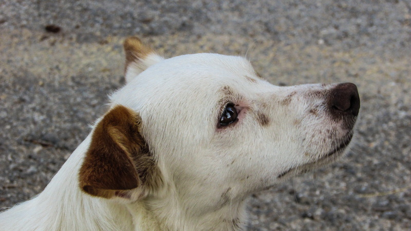 day, mammal, crave, animal themes, cute puppy, close-up, profile view, animal body part, cute, focus on foreground, puppy, animal, livestock, looking, expression
