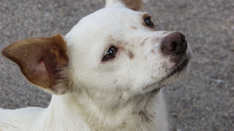 Crave, portrait, Dog, animal body part, Animal, canine, mammal, animal eye, looking away, no people, domestic, white color, Staring, adorable, Puppy, cute puppy