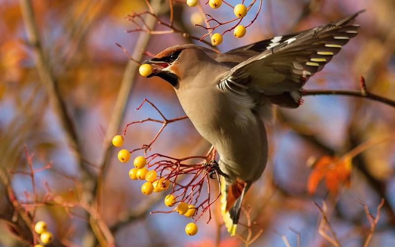 animal Wing, grey, feather, day, waxwing, close-up, season, white, vertebrate, focus on foreground, bird Watching, plant, animal wildlife, bohemian, small