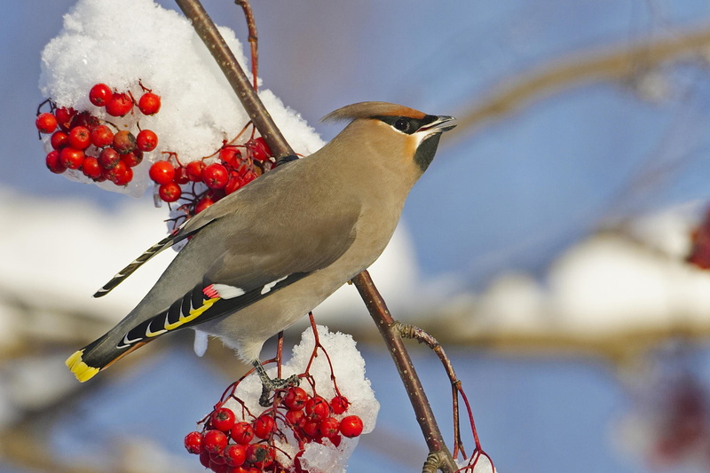 finland, animals, waxwing, male, bohemian, 1080P, berries