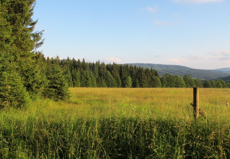 Bohemian Forest, Czech Republic, forest, Mountain, 2K, field, narodni park Šumava, bohemian