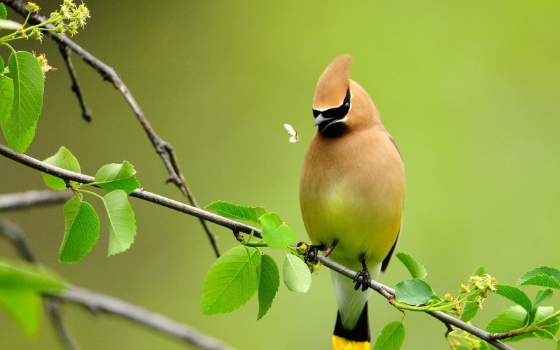catch, bird, waxwing, tree, bohemian, nature, 2K