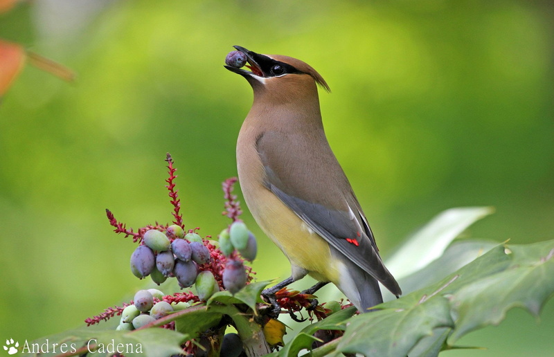 no people, animal, growth, Birds, animal wildlife, nature, animals in the wild, selective focus, plant, plant part, waxwing, leaf, bird, vertebrate, 1080P