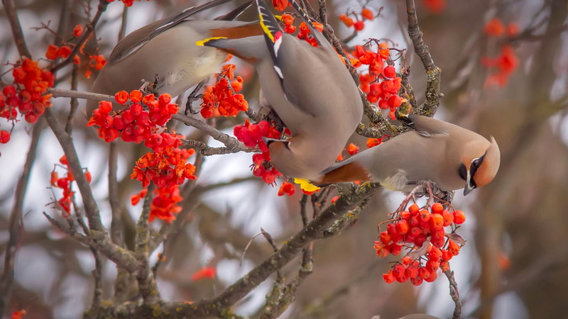 1080P, birds, focus on foreground, Montana, no people, two, food and drink, the Waxwing, USA, close-up, flowering plant, bohemian, day, freshness, waxwings