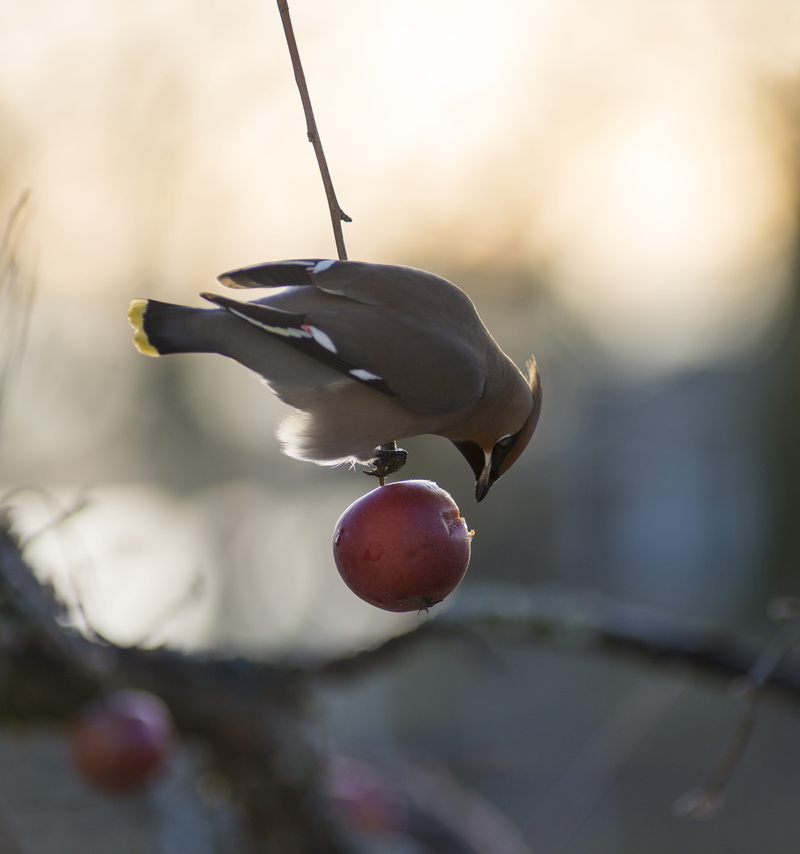 outdoors, hanging, apple, feathers, nature, branch, sparrow, eating, bohemian waxwing, food, bird, growth, photography, selective