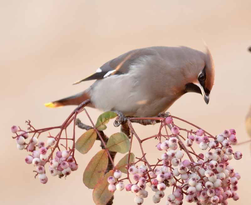 cherry blossom, flower head, flowering plant, animal themes, 1080P, waxwing, bird, the Waxwing, vertebrate, grey, bohemian, animal wildlife, perching