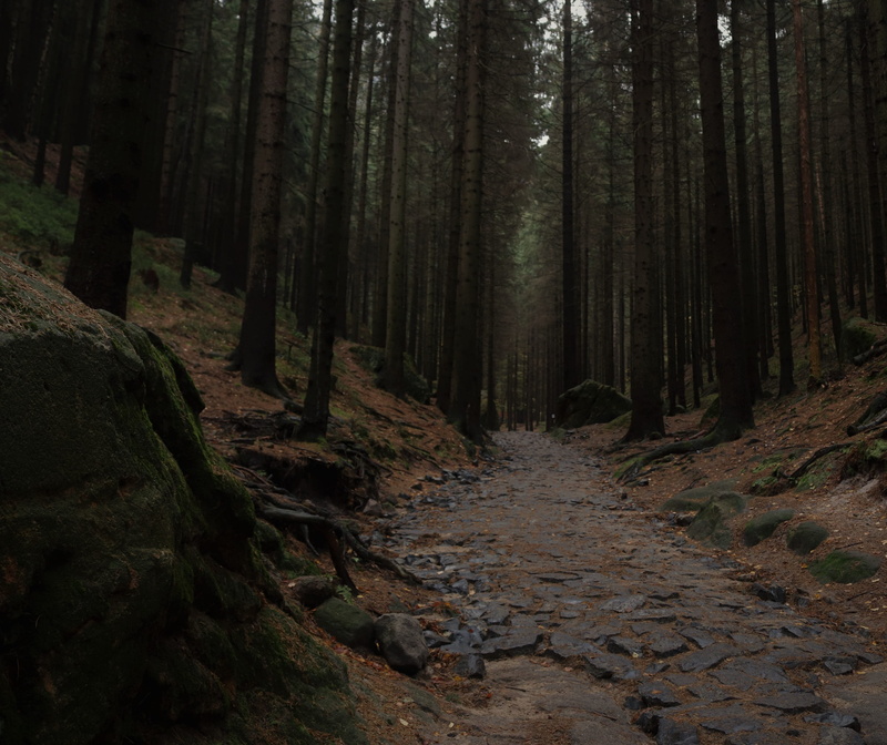 nature, outdoors, beauty in nature, growth, czech republic, scenics - nature, 4K, bohemian switzerland national park, tree trunk, footpath, narnia destinations