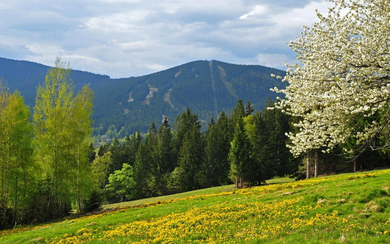 republic, czech, forest, spring, mountains, bohemian, 1080P, field