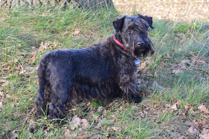 nature, domestic, czech terrier, canine, cesky terrier, field, 5K, animal, vertebrate, animal themes, bohemian terrier, land, sitting, plant, dog, black color