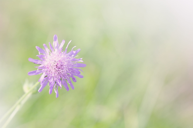 caprifoliaceae, beautiful, focus on foreground, vulnerability, petal, close, flower, fragility, pointed flower, close-up, pink color, freshness, no people