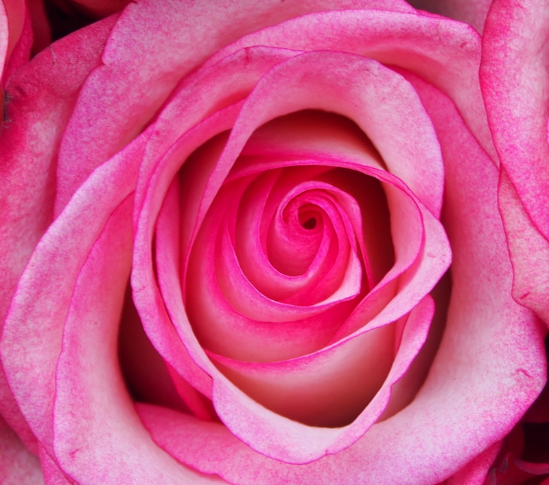 close-up, inflorescence, close, rose - flower, full frame, extreme close-up, affection, pink, freshness, nature, fragility, flower, growth, outdoors, softness