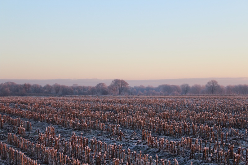 wintry, skies, frozen, sunset, 5K, agriculture, copy space, idyllic, cold, beauty in nature, non-urban scene, no people, outdoors, nature, landscape, frost