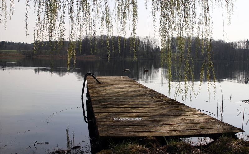 entry, web, scenics - nature, empty, plant, jetty, non-urban scene, nature, day, wood - material, wood, lake, tranquil scene, beauty in nature, water, wood paneling