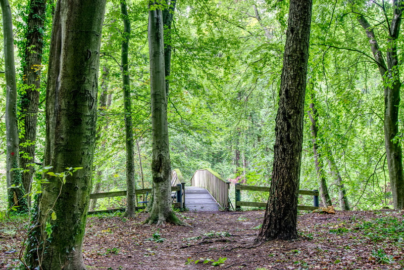woodland, hiking, outdoors, environment, land, landscape, tree trunk, plant, leaves, hdr, non-urban scene, wood, remote, scenic, no people, walk, contrast