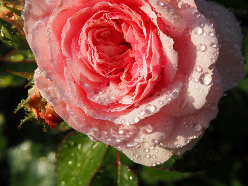 rainy season, blossom, raindrop, roma table, fragrance, growth, rose - flower, outdoors, 4K, purity, summer, flowering plant, rain, inflorescence, plant