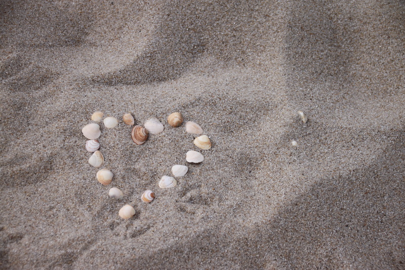 luck, seashell, high angle view, creativity, north sea, day, roma table, animal wildlife, sand, positive emotion, beauty in nature, solid, close-up, shell