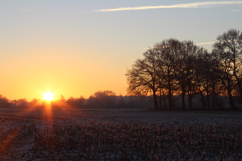 plant, morning, tree, roma table, no people, environment, outdoors, landscape, icy, sun, stubble, sunlight, orange color, beauty in nature, morgenstimmung