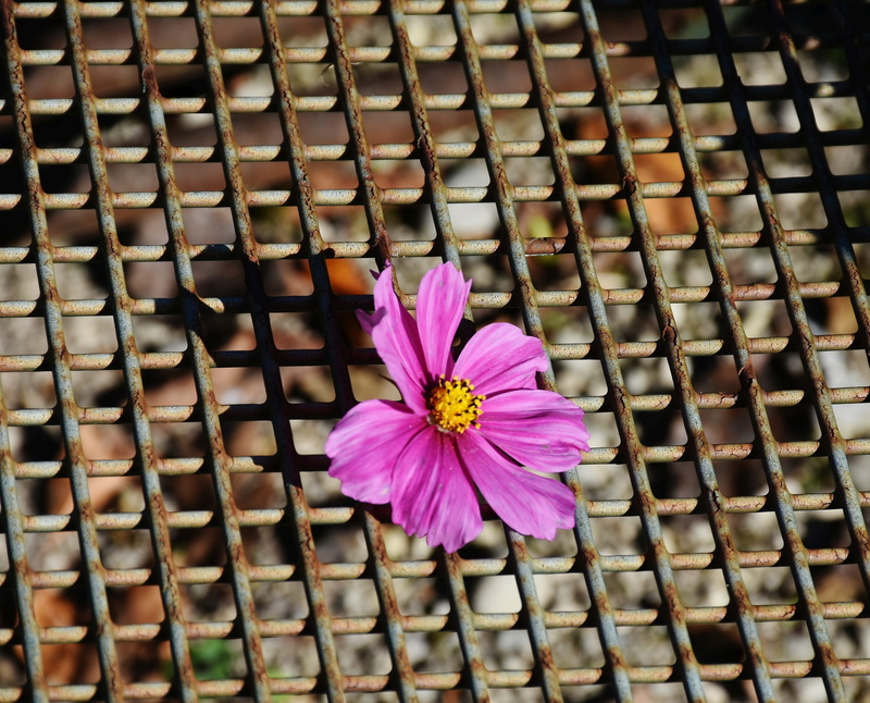 pollen, outdoors, roma table, metal, 2K, beauty in nature, blossom, day, pink color, petal, flower head, structure, iron, fragility, flower, pattern, freshness