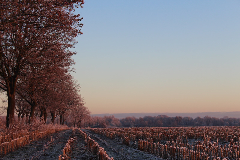 rural Scene, mood, environment, frozen, tranquility, roma table, sky, land, skies, growth, field, sunrise, 5K, season, sunset, the way forward, frost