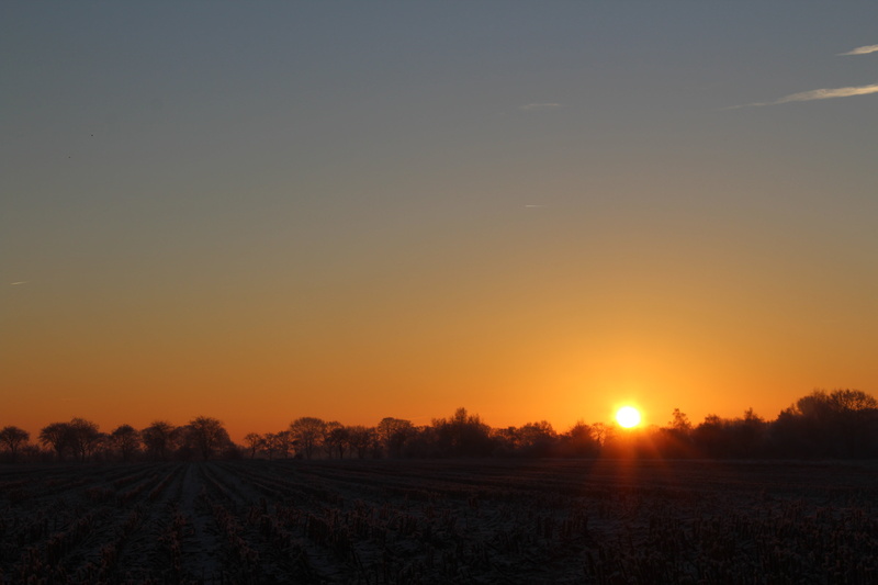 east frisia, sunlight, dusk, icy, scenics - nature, agriculture, frost, roma table, beauty in nature, nature, sky, skies, plant, trees, no people, stubble