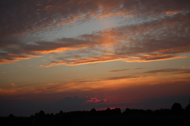 scenics - nature, dramatic sky, tree, silhouette, sunset, light, outdoors, nature, cloud - sky, beauty in nature, low angle view, environment, plant, 5K