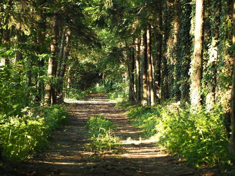 day, shadow, walk, tree trunk, rest, beauty in nature, woodland, trees, green, 4K, outdoors, footpath, land, tree, mourning, roma table, no people, landscape