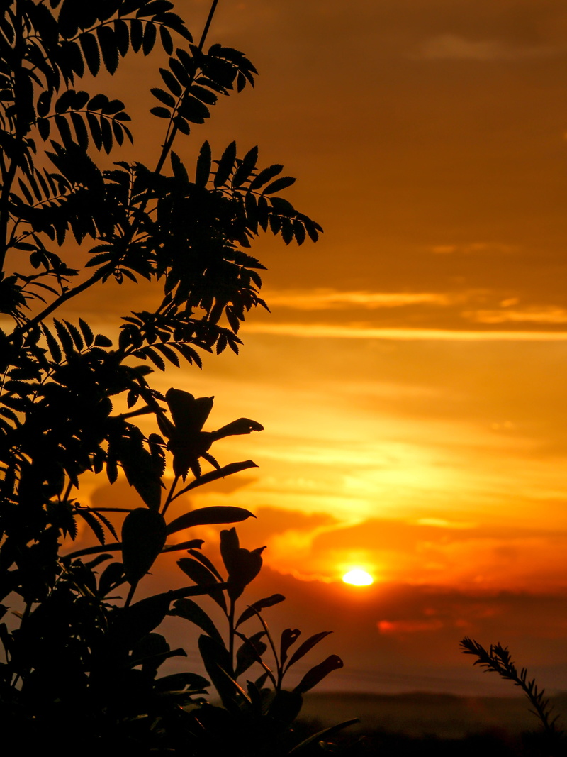 tranquil scene, growth, sun, romantic sky, tree, beautiful, sky, silhouette, nature, sunset, tree silhouette, golden, leaf, atmospheric, evening sky, hour