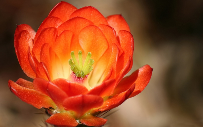 no people, petal, flower head, orange color, pollen, plant, inflorescence, claret, freshness, softness, blossom, growth, nature, focus on foreground, flower