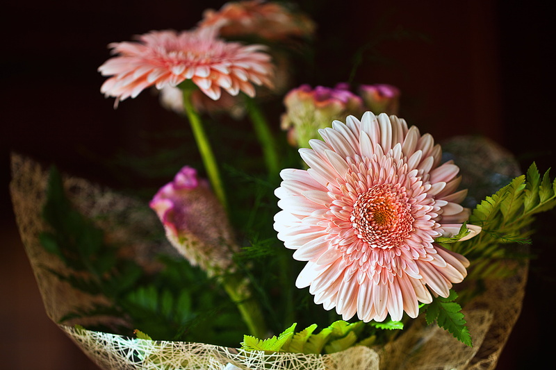 summer, the stem, wavy celozja, leaf, flesh-colored color, petals, petal, flowers, pink color, springtime, bouquet of flowers, flower, plant, pollen, blooming