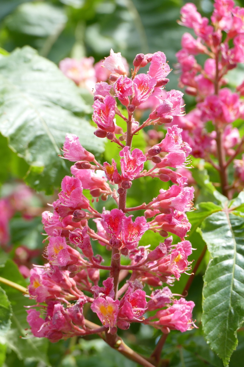 growth, Blossom, Close, inflorescence, plant, selective focus, Buckeye, no people, vulnerability, springtime, Candle, fragility, petal, focus on foreground