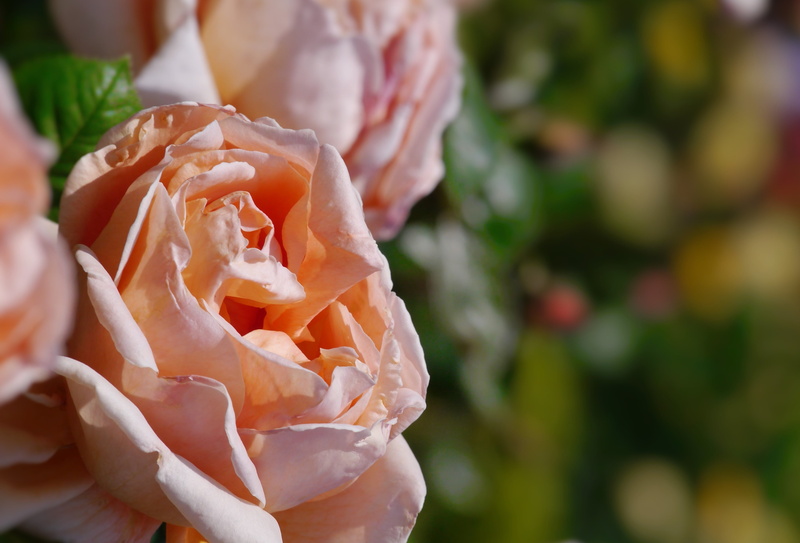 freshness, flower head, japan, garden, flower, yokosuka-shi, focus on foreground, green, vulnerability, jr yokosuka station, beauty in nature, antomasako