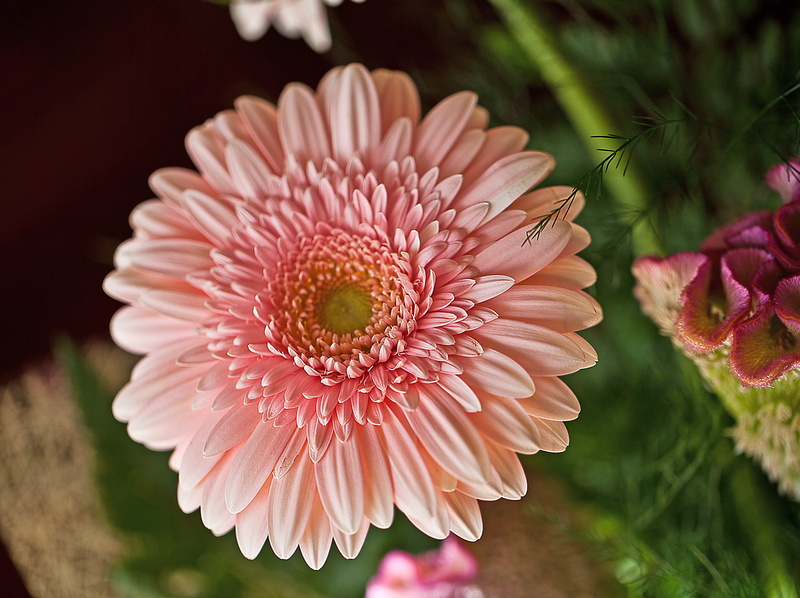 pollen, growth, composition, pink color, flowering plant, flowers, plant, decoration, freshness, beauty in nature, gerberas, focus on foreground, magenta