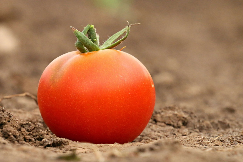 outdoors, plant, healthy eating, organic, smile, selective focus, vegetable garden, focus on foreground, day, red, no people, ground, wellbeing, loss of flesh