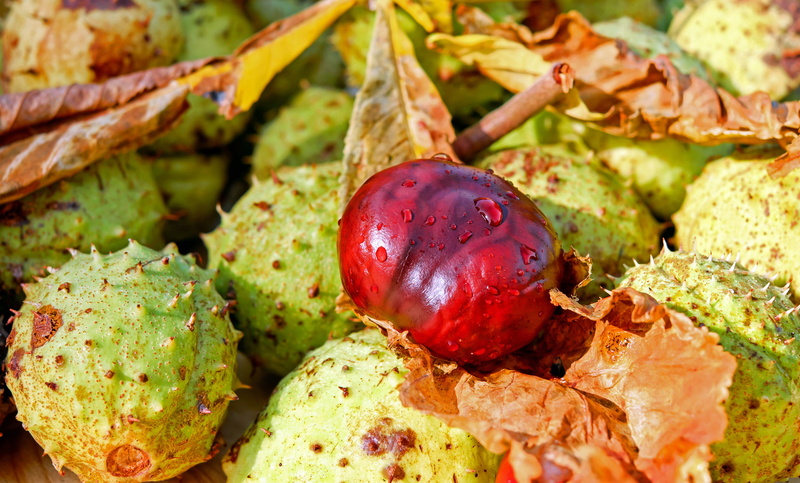chestnut fruit, freshness, fruit, nature, soapberry plant, healthy lifestyle, no people, melon, prickly, autumn fruit, flesh red horse chestnut, wellbeing