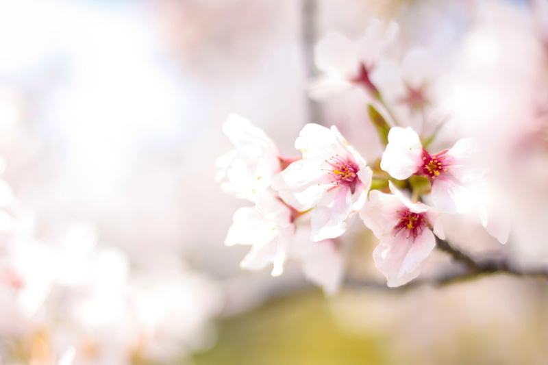 photo, blossom, white, tree, admission, fragility, spring flowers, pink, softness, Plant, selective focus, Flowers, Cherry, bloom, japanese style, 4K