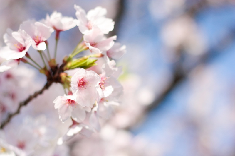 vulnerability, springtime, close-up, spring flowers, fruit tree, outdoors, Flowers, day, cherry blossoms, flower head, Spring, pink, spring, blossom, soft focus