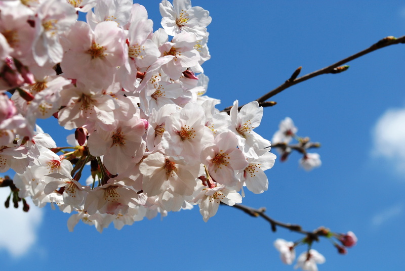 tree, bloom, beautiful, cherry tree, Japan, cherry blossom, nature, no people, springtime, 4K, flowering plant, spring, pollen, low angle view, outdoors