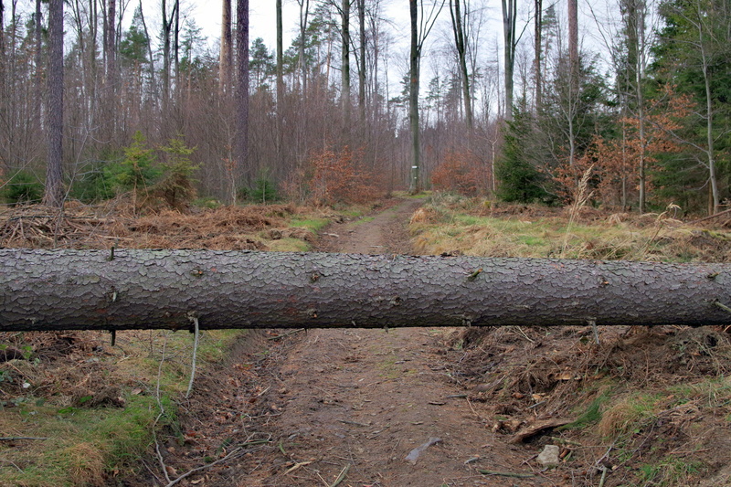 lets go, tranquil scene, tree, wood - material, no people, nature, growth, way, scenics - nature, woodland, tree trunk, day, travel, 5K, outdoors, tranquility